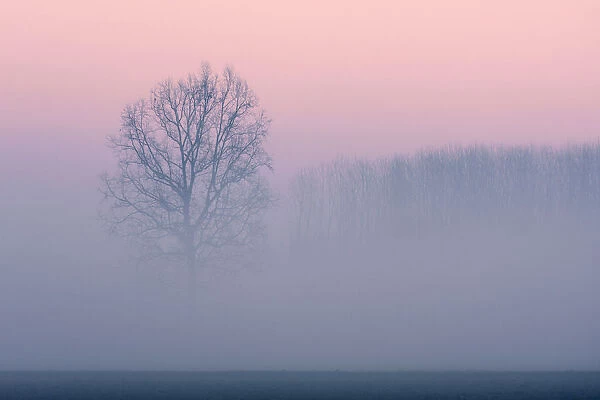 Plain Piedmont, Piedmont, Turin, Italy. Trees in the mist