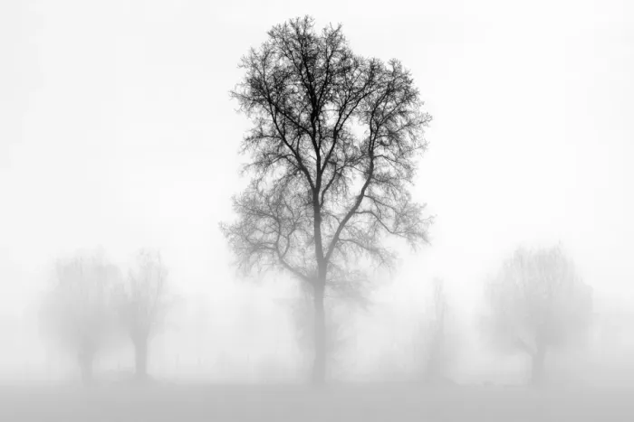 Framed Print : Plain Piedmont, Piedmont, Turin, Italy. Trees in the mist