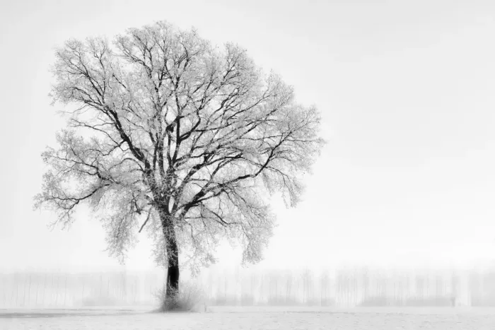 Framed Print : Plain Piedmont, Piedmont, Turin, Italy. Trees in the mist