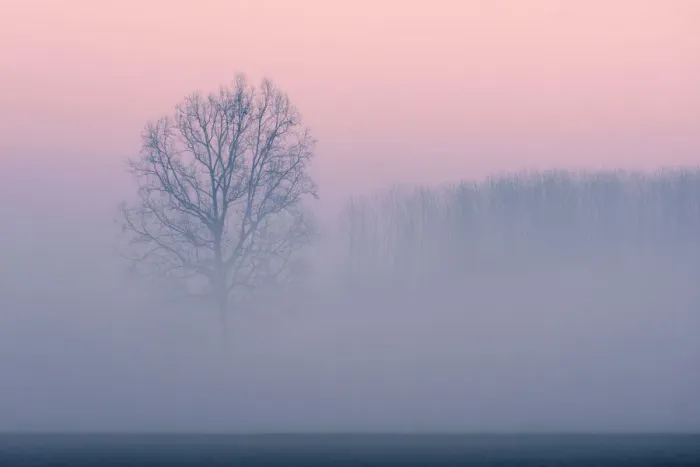 Framed Print : Plain Piedmont, Piedmont, Turin, Italy. Trees in the mist Framed Print : Plain Piedmont, Piedmont, Turin, Italy. Trees in the mist