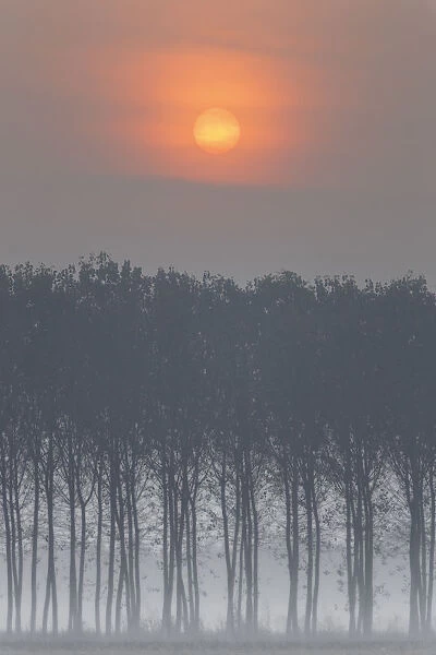 Plain Piedmont, Turin district, Piedmont, Italy. Sunrise trees in the Piedmont plain
