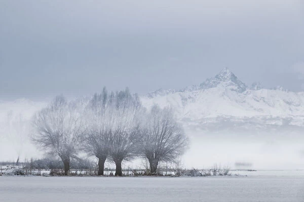 Plain Piedmont, Turin district, Piedmont, Italy. Winter tree in the Piedmont plain