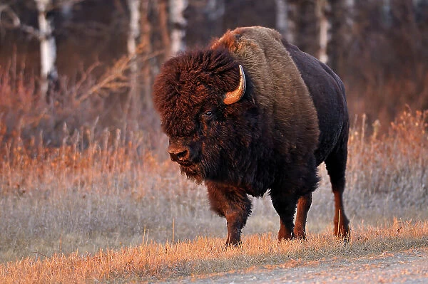 Plains bison (Bison bison bison) is the largest land animal in North America Riding Mountain National Park, Manitoba, Canada