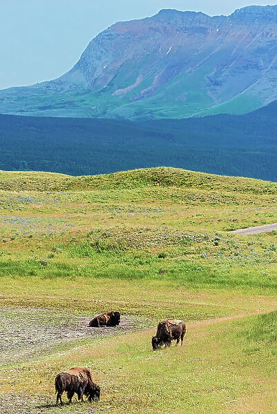 Plains bison (Bison bison) in bison paddock on Fescue Prairie Waterton Lakes National Park, Alberta, Canada