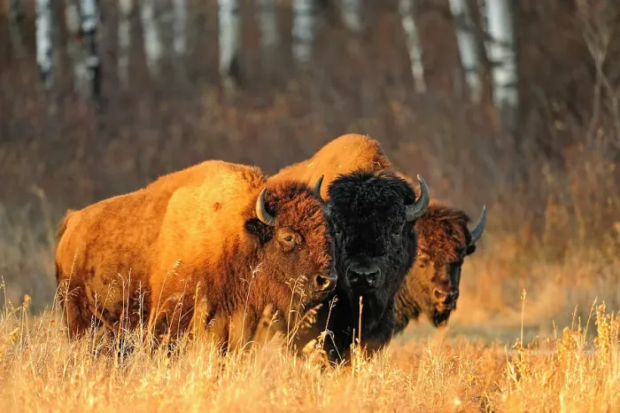 Framed Print : Plains bison (Bison bison) Bull and cows in rut, Riding Mountain National Park, Manitoba, Canada Framed Print : Plains bison (Bison bison) Bull and cows in rut, Riding Mountain National Park, Manitoba, Canada