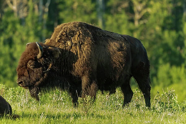 Plains bison (Bison bison) Riding Mountain National Park Manitoba, Canada