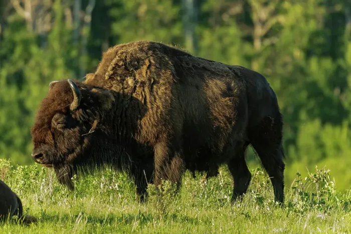 Framed Print : Plains bison (Bison bison) Riding Mountain National Park Manitoba, Canada Framed Print : Plains bison (Bison bison) Riding Mountain National Park Manitoba, Canada