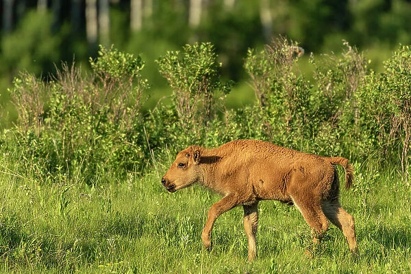 Plains bison calf (Bison bison) Riding Mountain National Park Manitoba, Canada