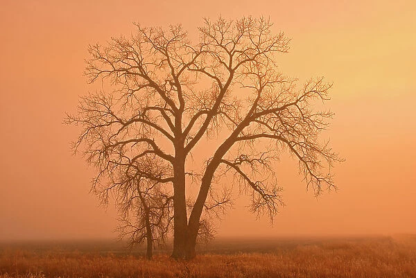 Plains cottonwood tree (Populus deltoides) in morning fog Grande Pointe, Manitoba, Canada