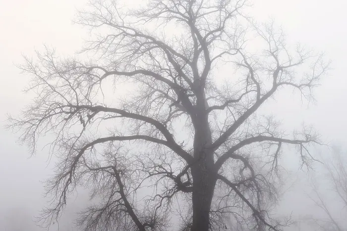 Framed Print : Plains cottonwood tree (Populus deltoides) in morning fog Grande Pointe, Manitoba, Canada Framed Print : Plains cottonwood tree (Populus deltoides) in morning fog Grande Pointe, Manitoba, Canada