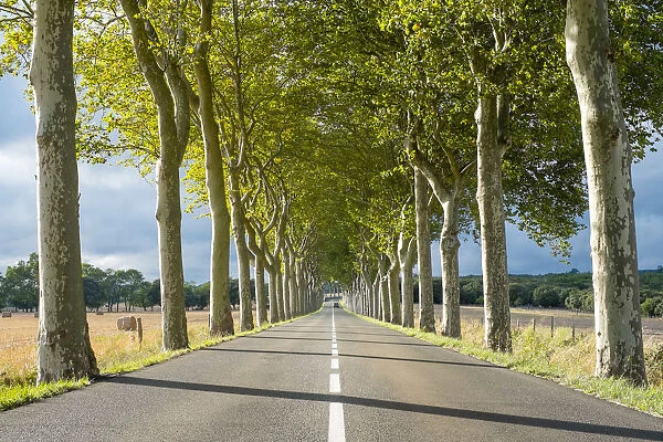 Plane Trees (Platanus -- acerifolia) along tree-lined highway, Aude Department, Languedoc-Roussillon, France