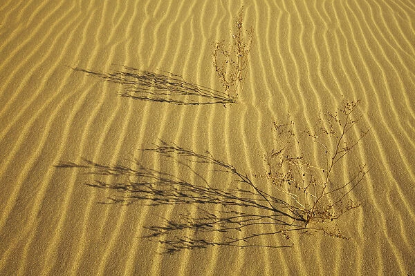 Plant Shadows, Eureka Dunes, Death Valley National Park, California, USA