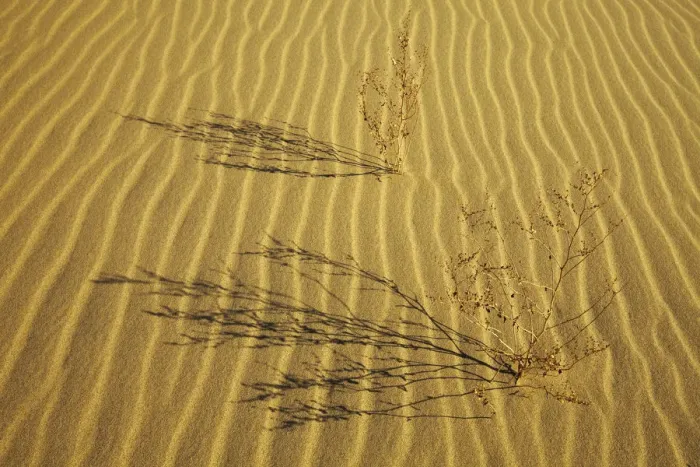 Framed Print : Plant Shadows, Eureka Dunes, Death Valley National Park, California, USA Framed Print : Plant Shadows, Eureka Dunes, Death Valley National Park, California, USA