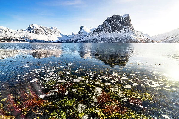 Plants under the frozen surface of the arctic sea in winter, Bergsfjorden, Senja, Troms county, Norway