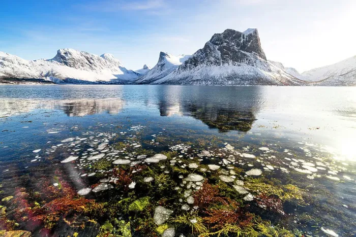 Framed Print : Plants under the frozen surface of the arctic sea in winter, Bergsfjorden, Senja, Troms county, Norway