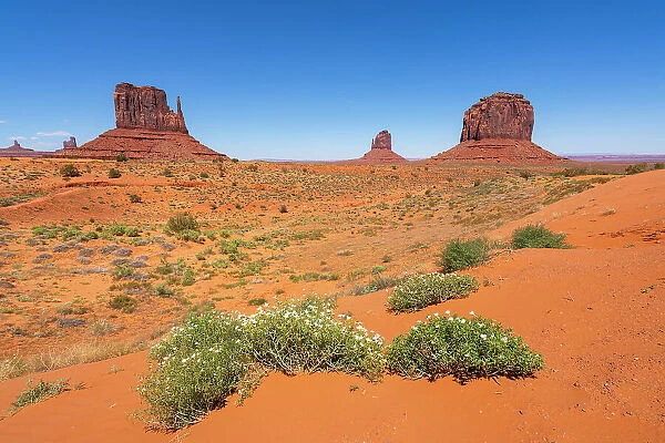 Plants against Mitten Buttes in Monument Valley Tribal Park, Navajo County, Arizona, USA