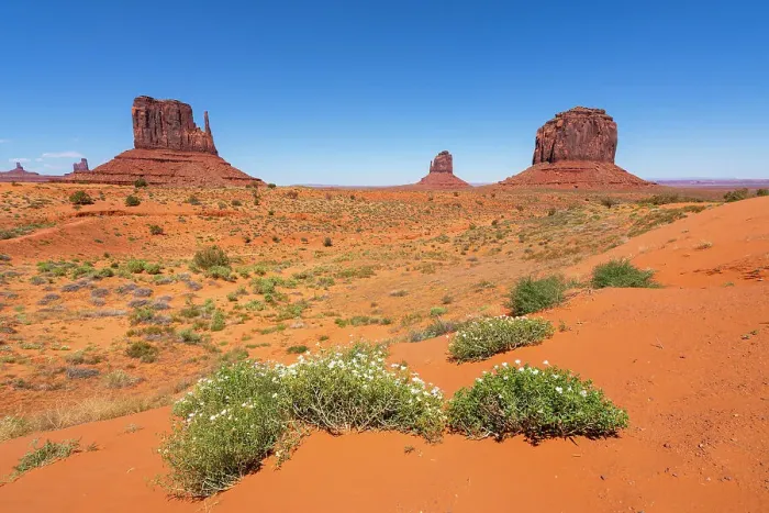 Framed Print : Plants against Mitten Buttes in Monument Valley Tribal Park, Navajo County, Arizona, USA Framed Print : Plants against Mitten Buttes in Monument Valley Tribal Park, Navajo County, Arizona, USA