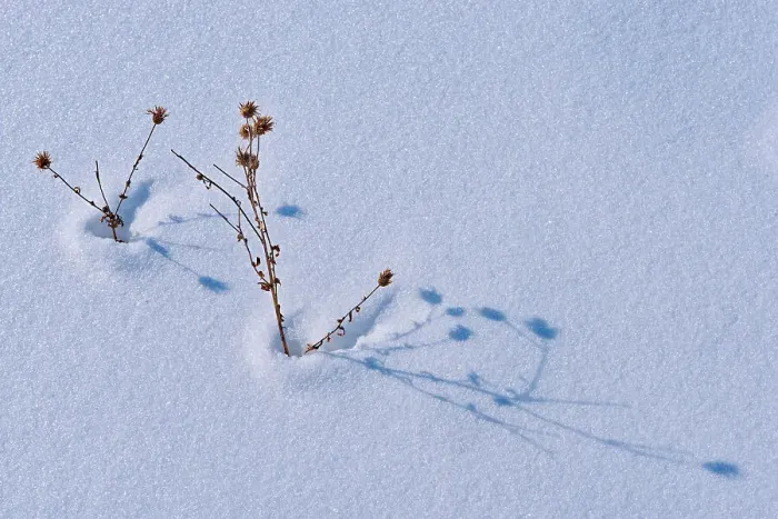 Framed Print : Plants in snow Birds Hill Provincial Park, Manitoba, Canada Framed Print : Plants in snow Birds Hill Provincial Park, Manitoba, Canada