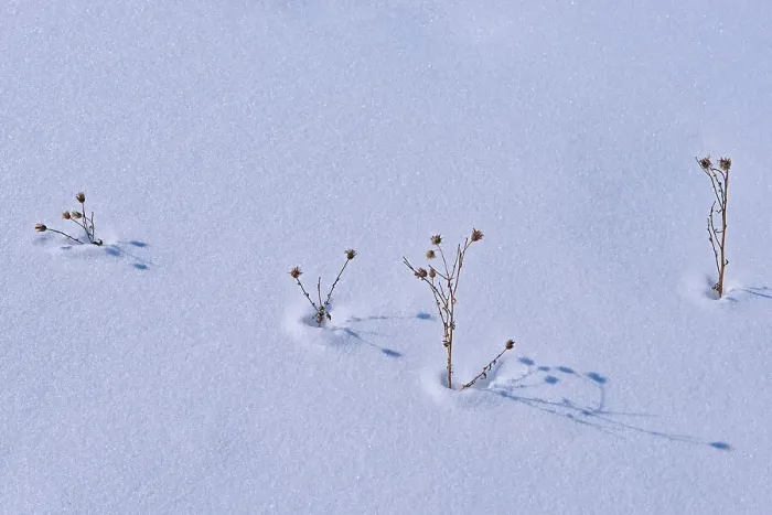 Framed Print : Plants in snow Birds Hill Provincial Park, Manitoba, Canada
