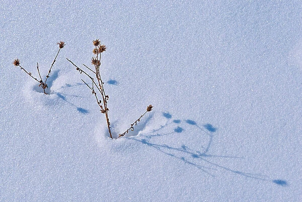 Plants in snow Birds Hill Provincial Park, Manitoba, Canada
