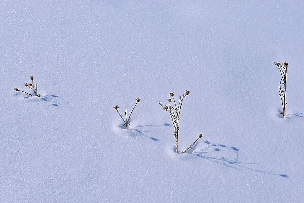 Plants in snow Birds Hill Provincial Park, Manitoba, Canada
