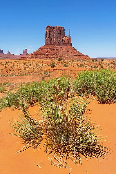 Plants against West Mitten Butte in Monument Valley Tribal Park, Navajo County, Arizona, USA