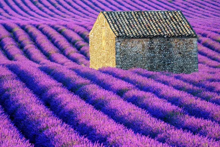 Framed Print : Plateau de Valensole, Lavender Fields, Provence, Alpes de Haute Provence, France Framed Print : Plateau de Valensole, Lavender Fields, Provence, Alpes de Haute Provence, France