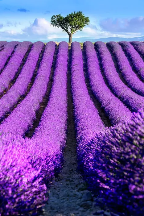 Framed Print : Plateau de Valensole, Lavender Fields, Provence, Alpes de Haute Provence, France Framed Print : Plateau de Valensole, Lavender Fields, Provence, Alpes de Haute Provence, France