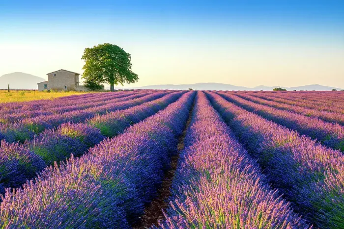 Framed Print : Plateau de Valensole, Lavender Fields, Provence, Alpes de Haute Provence, France Framed Print : Plateau de Valensole, Lavender Fields, Provence, Alpes de Haute Provence, France