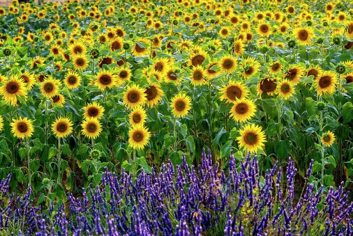 Framed Print : Plateau de Valensole, Lavender and sunflower Fields, Provence, Alpes Cotes d'Azur, France Framed Print : Plateau de Valensole, Lavender and sunflower Fields, Provence, Alpes Cotes d'Azur, France
