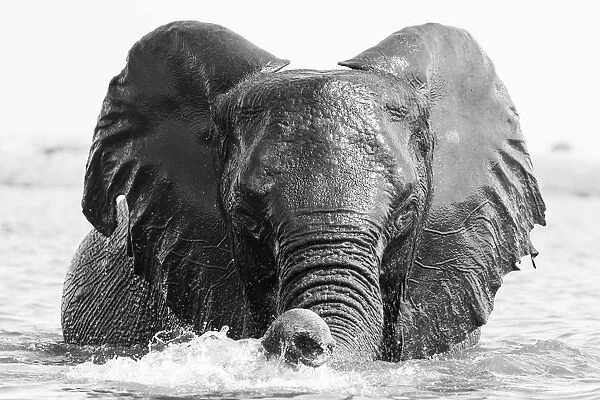 Playful Elephant, Chobe River, Chobe National Park, Botswana