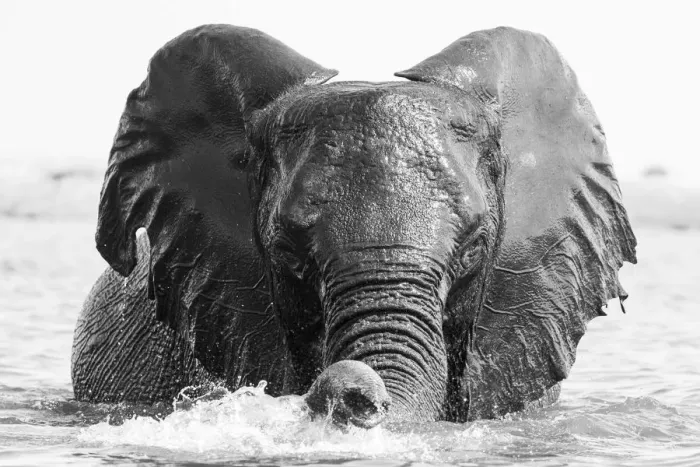 Framed Print : Playful Elephant, Chobe River, Chobe National Park, Botswana Framed Print : Playful Elephant, Chobe River, Chobe National Park, Botswana