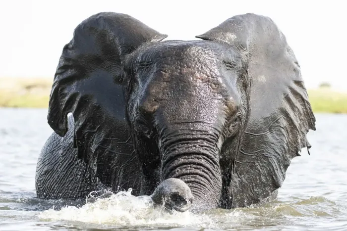 Framed Print : Playful Elephant, Chobe River, Chobe National Park, Botswana Framed Print : Playful Elephant, Chobe River, Chobe National Park, Botswana