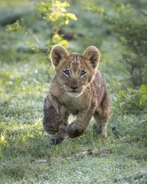 Framed Print : Playful Lion cub, Okavango Delta, Botswana Framed Print : Playful Lion cub, Okavango Delta, Botswana