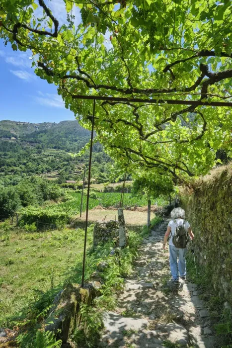 Framed Print : The pleasant shadowy walking trails of Sistelo, covered by grapevines (latadas) Framed Print : The pleasant shadowy walking trails of Sistelo, covered by grapevines (latadas)