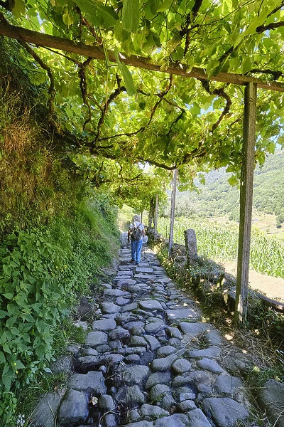 The pleasant shadowy walking trails of Sistelo, covered by grapevines (latadas)