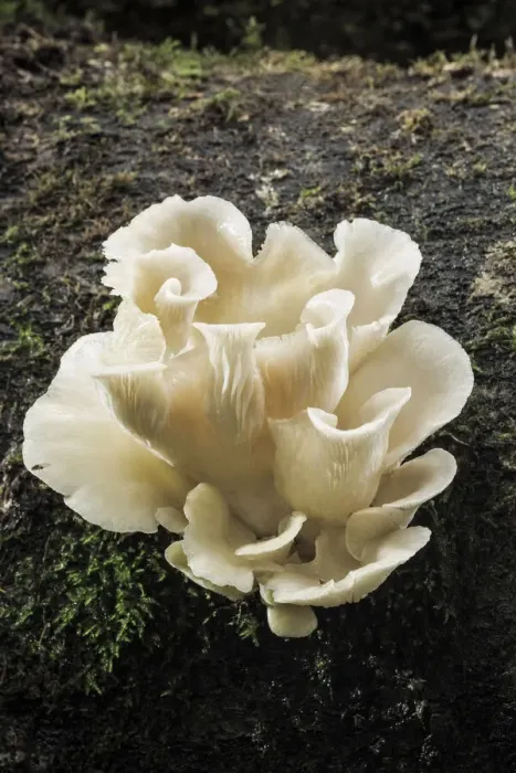 Framed Print : Pleurotus pulmonarius, New Forest National Park, Hampshire, England