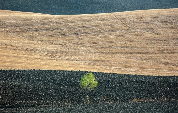Framed Print : Ploughed fields and single tree in late summer, Val d'Orcia, Tuscany, Italy