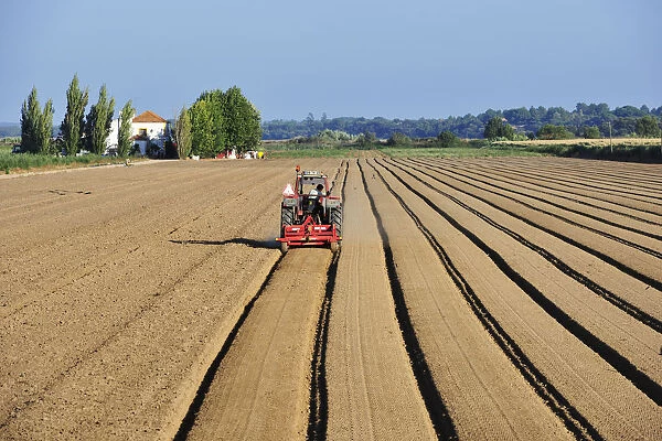 Plowing the agricultural fields. Salvaterra de Magos, Portugal
