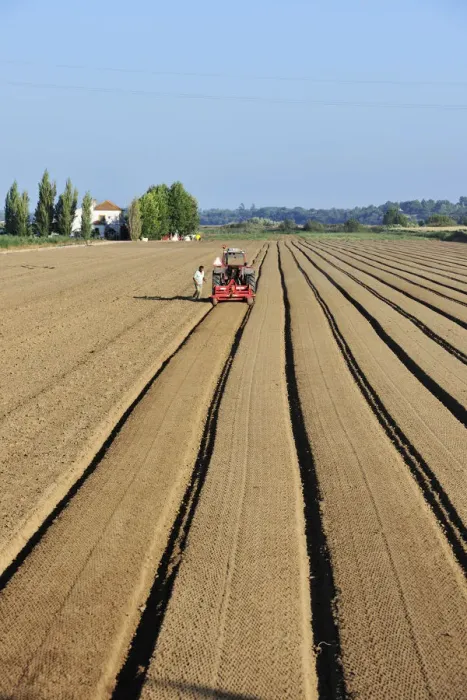 Framed Print : Plowing the agricultural fields. Salvaterra de Magos, Portugal Framed Print : Plowing the agricultural fields. Salvaterra de Magos, Portugal