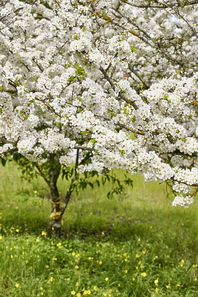 Plum tree in blossom. Palmela, Portugal