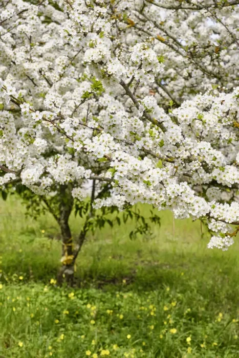 Framed Print : Plum tree in blossom. Palmela, Portugal Framed Print : Plum tree in blossom. Palmela, Portugal