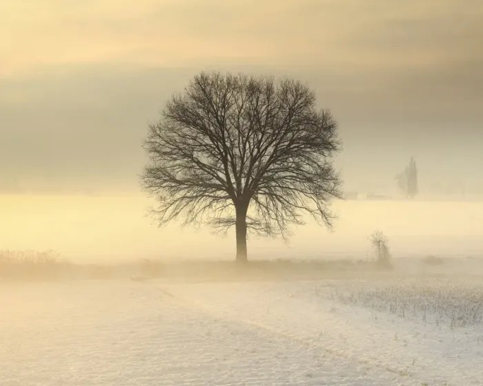Framed Print : Po Valley, Piedmont, Italy. Piedmont countryside in winter in a cold and foggy morning Framed Print : Po Valley, Piedmont, Italy. Piedmont countryside in winter in a cold and foggy morning