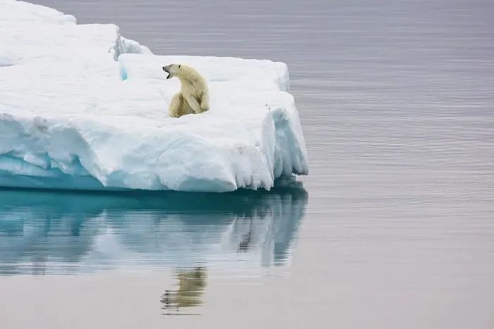 Framed Print : Poalr Bear in iceberg off Ellesmere Island, Nunavut, Canada, Arctic Circle Framed Print : Poalr Bear in iceberg off Ellesmere Island, Nunavut, Canada, Arctic Circle