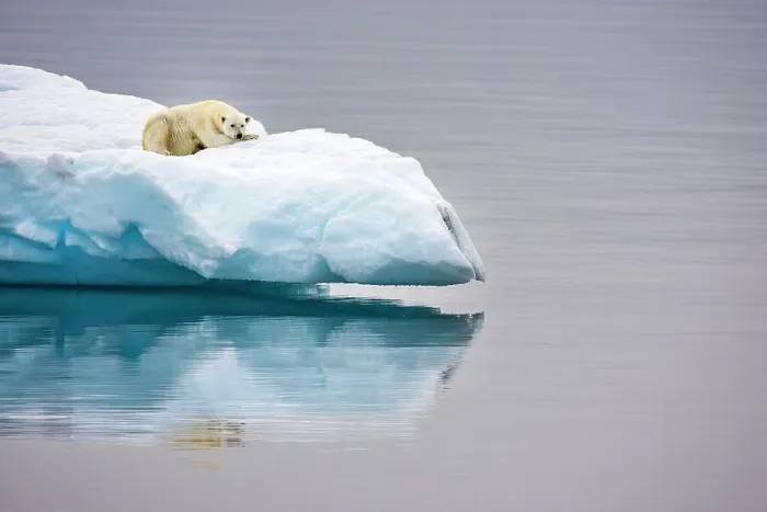 Framed Print : Poalr Bear in iceberg off Ellesmere Island, Nunavut, Canada, Arctic Circle Framed Print : Poalr Bear in iceberg off Ellesmere Island, Nunavut, Canada, Arctic Circle