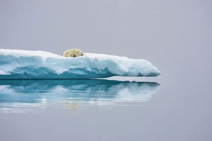 Framed Print : Poalr Bear in iceberg off Ellesmere Island, Nunavut, Canada, Arctic Circle Framed Print : Poalr Bear in iceberg off Ellesmere Island, Nunavut, Canada, Arctic Circle