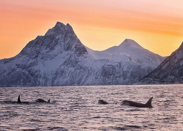 A pod of orcas swim at dawn, in Medfjord sea,  Mefjordvaer, Senja Island, Norway