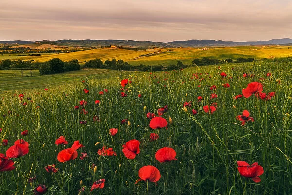 Poggio Covili from the distance with poppies in spring, Val d Orcia, Tuscany, Italy