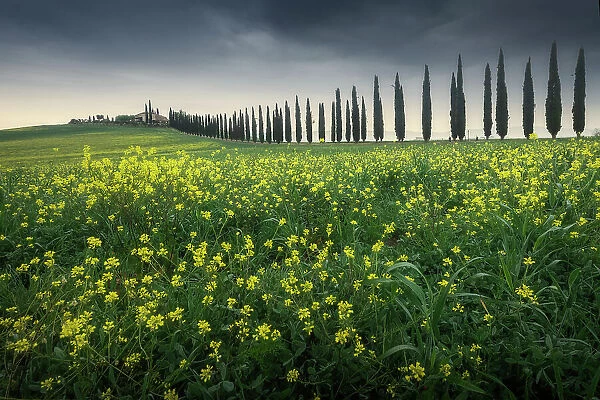 Poggio Covili and mustard flowers. Val d'Orcia, Tuscany, Italy