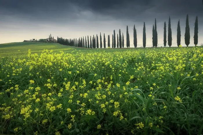 Framed Print : Poggio Covili and mustard flowers. Val d'Orcia, Tuscany, Italy Framed Print : Poggio Covili and mustard flowers. Val d'Orcia, Tuscany, Italy